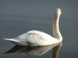 V závěsu pluje tato pyšná krasavice...